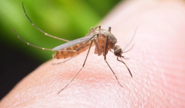 ΕΝΗΜΕΡΩΣΗ ΓΙΑ ΙΟ ΔΥΤΙΚΟΥ ΝΕΙΛΟΥ